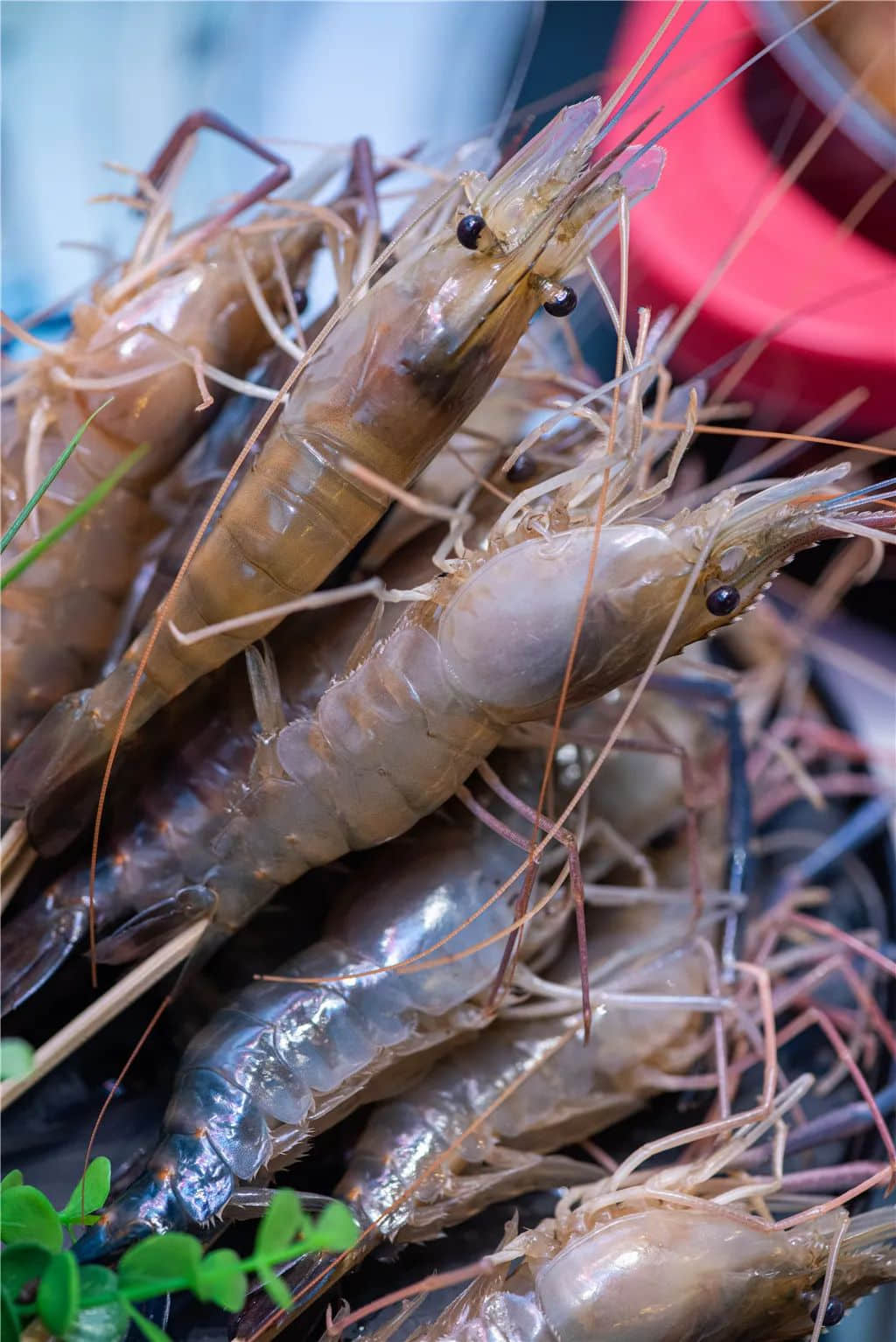 粵劇離不開(kāi)地道粵語(yǔ)，正如美味不能沒(méi)有新鮮食材