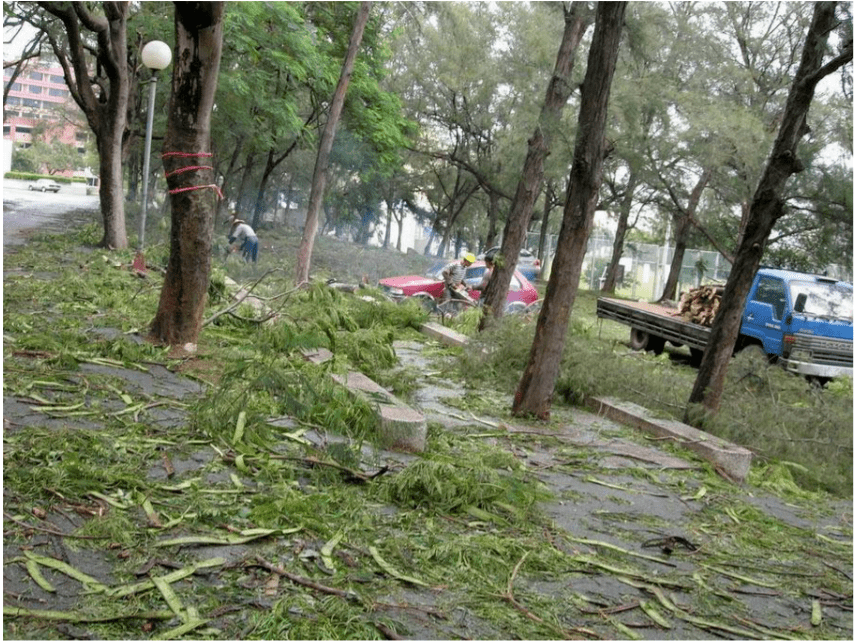 疫情總會(huì)消退，但被殺死的榕樹(shù)卻再也回不來(lái)