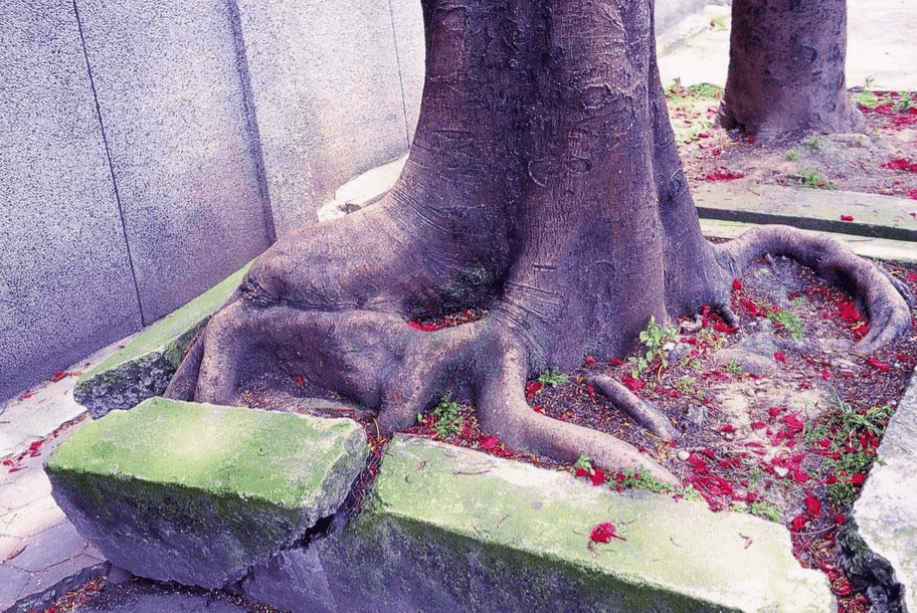 疫情總會(huì)消退，但被殺死的榕樹(shù)卻再也回不來(lái)