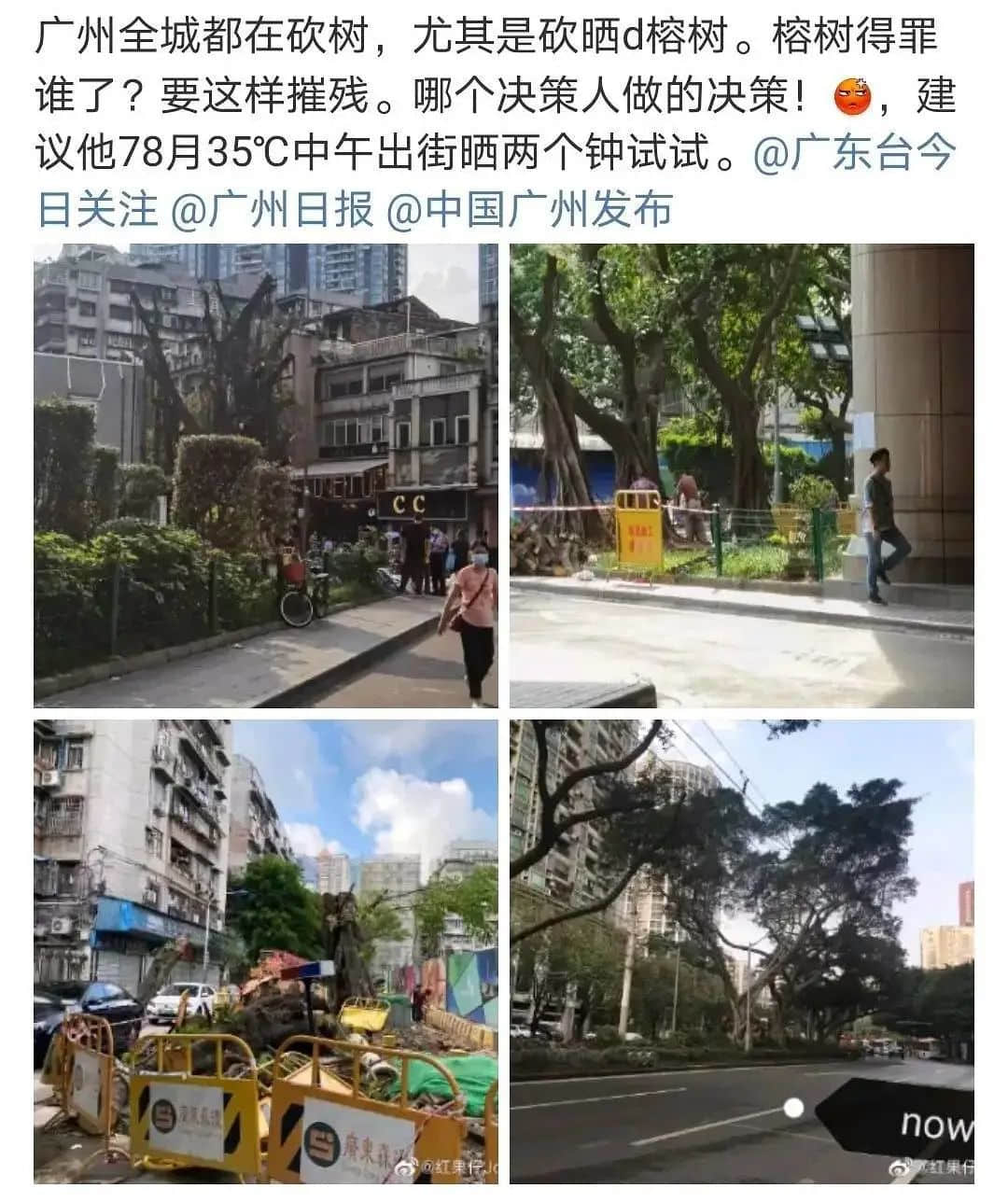 疫情總會(huì)消退，但被殺死的榕樹(shù)卻再也回不來(lái)