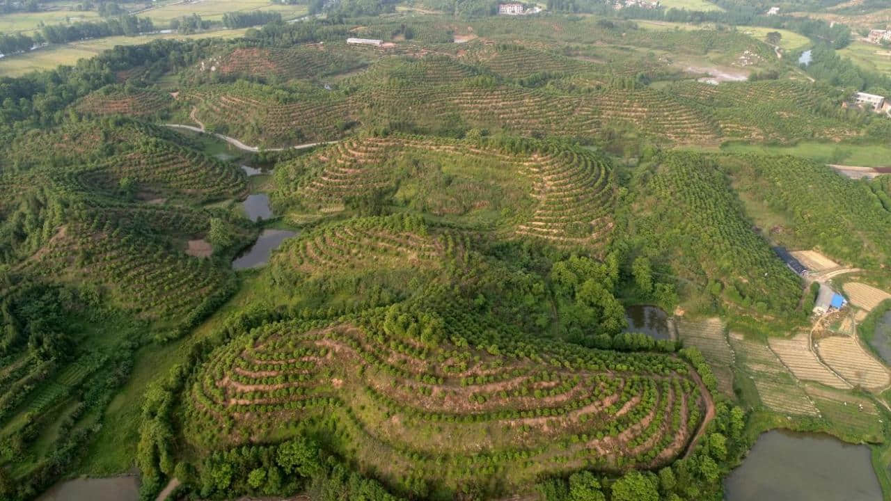 （江西星火生物科技有限公司——油茶基地）