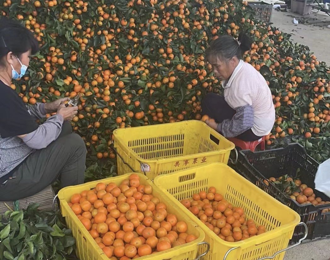 ▲位于廣州從化的橘園里，果農們正在對砂糖橘進行選果和分級。拍攝：李靜