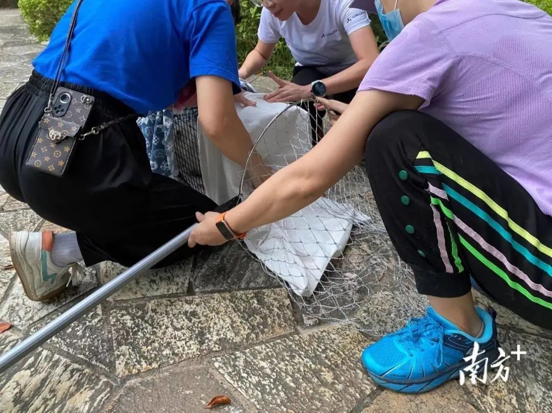 虐貓團伙預謀在廣州公園下毒手，流浪貓命運如何？