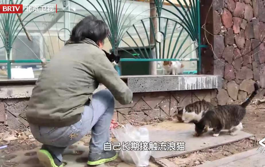 虐貓團伙預謀在廣州公園下毒手，流浪貓命運如何？