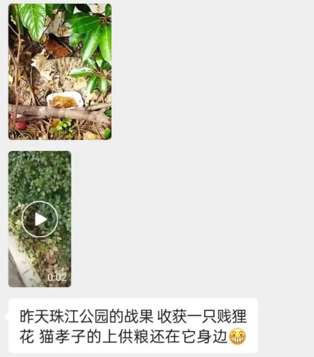 虐貓團伙預謀在廣州公園下毒手，流浪貓命運如何？