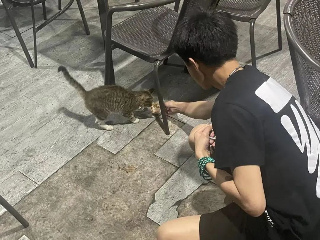 虐貓團伙預謀在廣州公園下毒手，流浪貓命運如何？