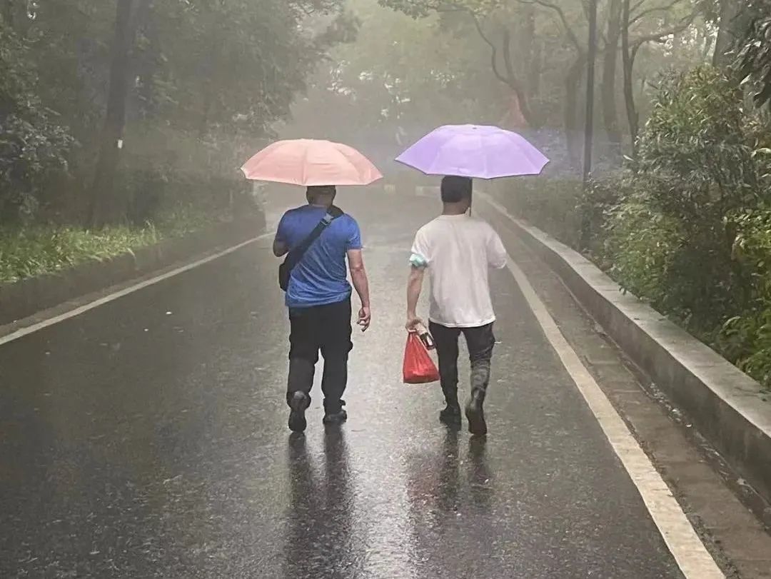 虐貓團伙預謀在廣州公園下毒手，流浪貓命運如何？