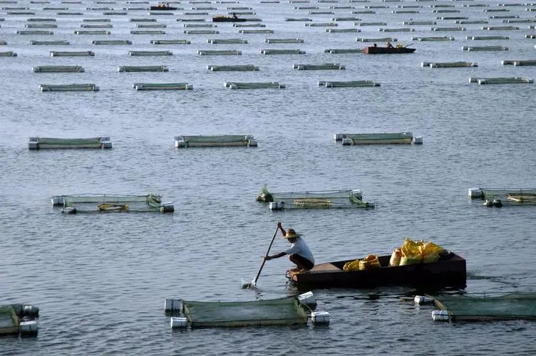 日本核污水排海：有人為生計發(fā)愁，有人為商機狂喜……