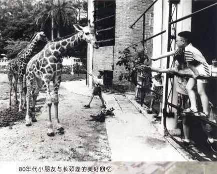 66歲的廣州動物園改造：該以人還是以動物為本？