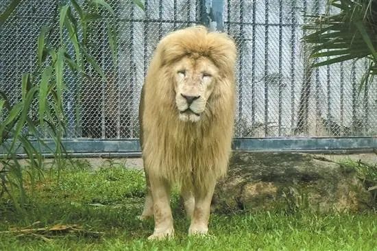 66歲的廣州動物園改造：該以人還是以動物為本？