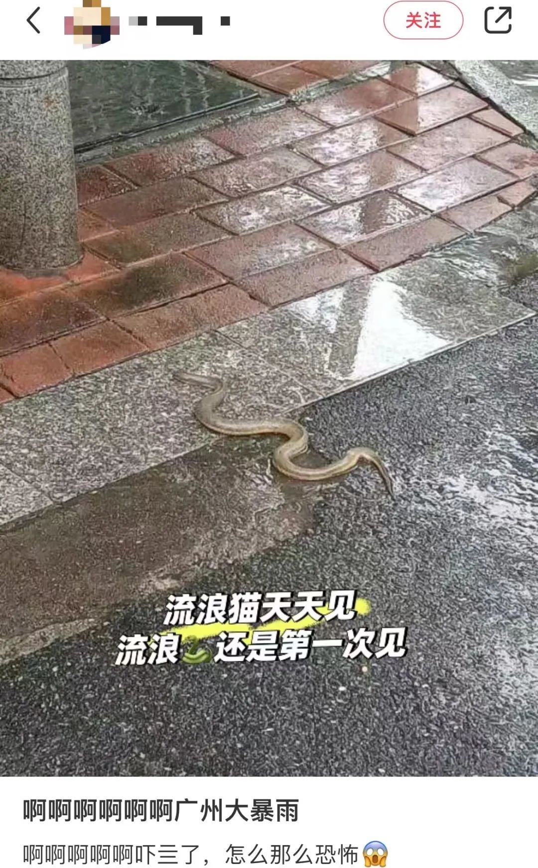 暴雨下的廣州：天河有河，番禺有魚